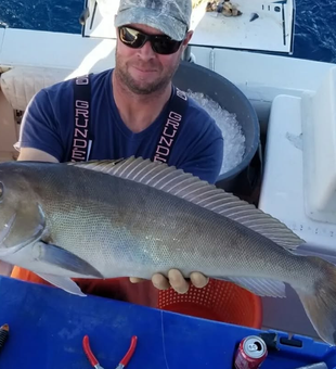 Clean golden tilefish catch offshore.